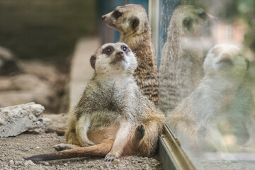 Fototapeta premium Shot of a meerkat in a zoo