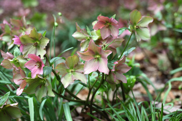 The fading flowers of Helleborus ÔWalberton's RosemaryÕ