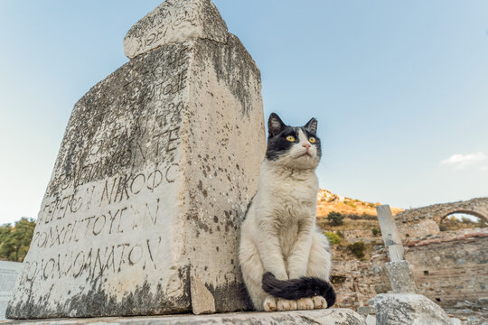A cat guarding the monument in Ephesus
