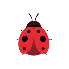 Ladybug vector. ladybug on white background. wallpaper. symbol. © Supakorn