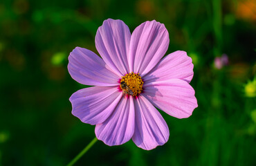 Obraz premium Close-up of cosmos flower (Cosmos Bipinnatus). Beautiful cosmos flower with green background.