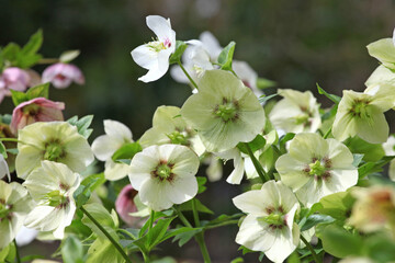 Obraz na płótnie Canvas The fading flowers of white Helleborus hybridus mix,