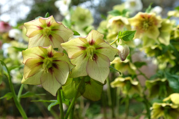 Fototapeta premium Yellow speckled Hellebores, or lenten rose, in flower