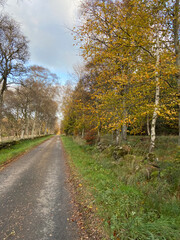 Scottish forest in autumn