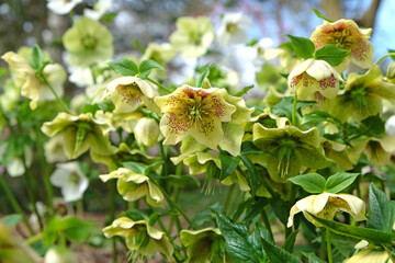 Yellow speckled Hellebores, or lenten rose, in flower