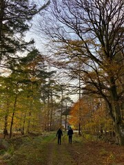 Fototapeta premium Scottish forest in autumn