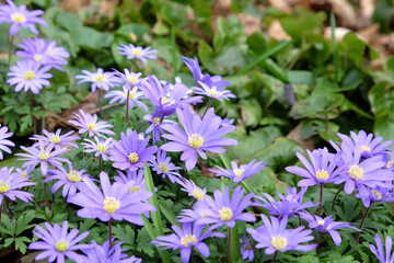 The purple Grecian Windflower in bloom