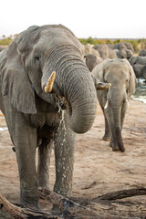 African elephant drinking water at Nehibma watering hole, Hwange National Park, Zimbabwe Africa