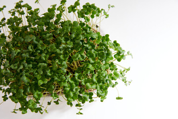 Obraz premium Closeup of a fresh micro green watercress arranged in a plastic box isolated on white background. Horizontal view. Space for text.