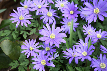 The purple Grecian Windflower in bloom