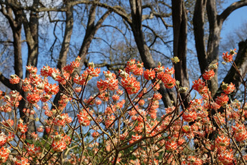 Edgeworthia chrysantha 'red dragon' paperbush in flower.