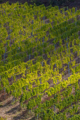 Tuscany's most famous vineyards near town Montalcino in Italy
