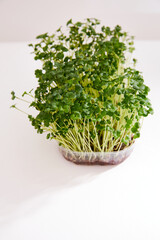 Closeup of a fresh micro green in a plastic box isolated on white background.