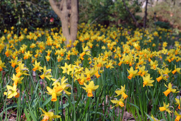 Pretty Narcissus daffodils  ‘Jetfire’ in flower.