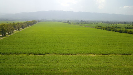 sugarcane cultivation in northwestern Argentina