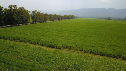 sugarcane cultivation in northwestern Argentina