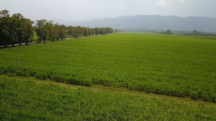 sugarcane cultivation in northwestern Argentina