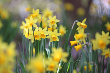 Pretty Narcissus jonquil in flower. - obrazy, fototapety, plakaty