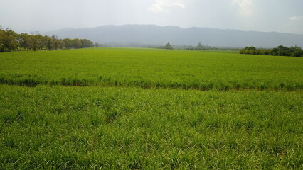 Fototapeta premium sugarcane cultivation in northwestern Argentina