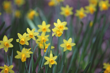 Obraz premium Pretty Narcissus jonquil in flower.
