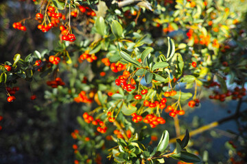 A bunch of redcurrant berries grow on a green bush under the sun's rays