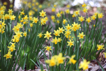 Pretty Narcissus jonquil in flower.