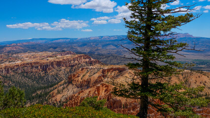Tree on top of cliff