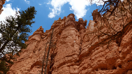 Tree scarp sky straight up