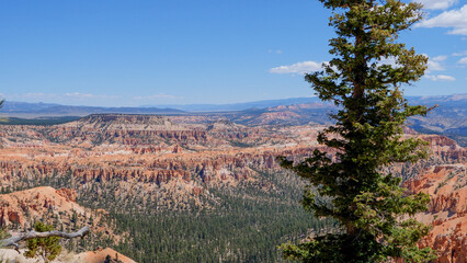 Tree with canyon backdrop
