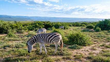 Addo Elephant Park South Africa, Family of zebra in Addo elephant park, African zebra in the park