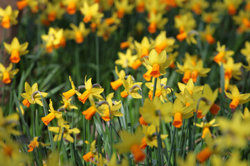 Pretty Narcissus daffodils  ÔJetfireÕ in flower.