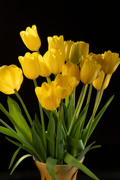 Yellow tulip on the black background, still life