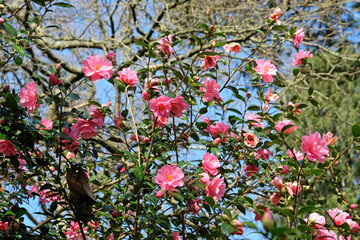 Pink Camellia 'Phyl Doak' in flower
