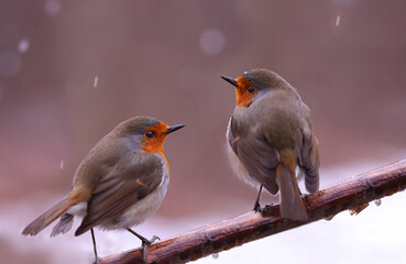 A pair of robins under the snow on a wet branch....