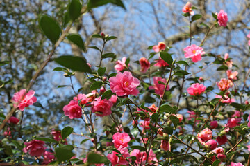 Pink Camellia 'Phyl Doak' in flower