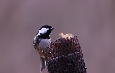 Little Coal tit sat on the feeder on a blurry brown background