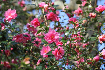 Fototapeta na wymiar Pink Camellia 'Phyl Doak' in flower