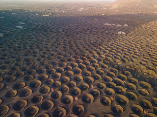 Aerial views of the vineyards in the furrows of volcanic soil on the island of Lanzarote in the...
