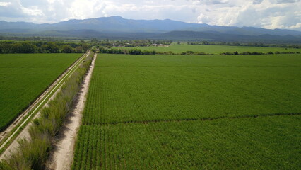 sugarcane cultivation in northwestern Argentina