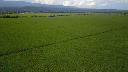 sugarcane cultivation in northwestern Argentina