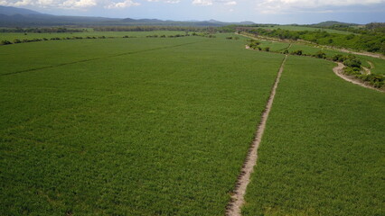sugarcane cultivation in northwestern Argentina