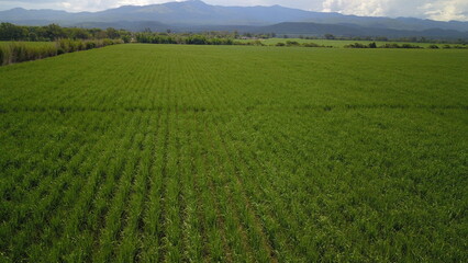 sugarcane cultivation in northwestern Argentina