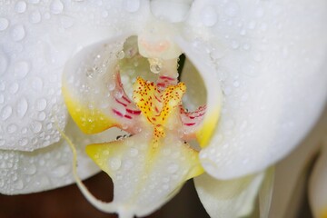 Macro view of a white orchid flower with yellow coloring.