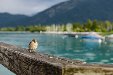 lac d'Annecy