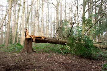 fallen pine tree