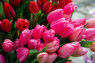 pink tulips for background or postcard. world women's day. natural pink and purple color.