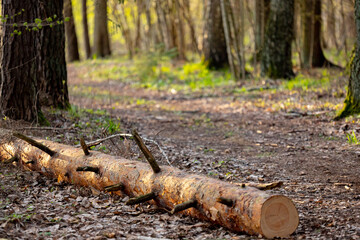 single pine tree log fallen on ground near forest pathway, forest in early spring