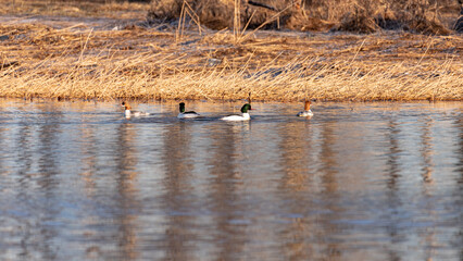 four ducks in river in spring, dry yellow grass, calm water