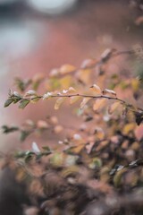 Close up branch with blurred background