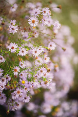 CLose up pink flowers with blurred background